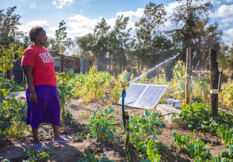 Solar water pumps in Uganda are securing better yields for farmers